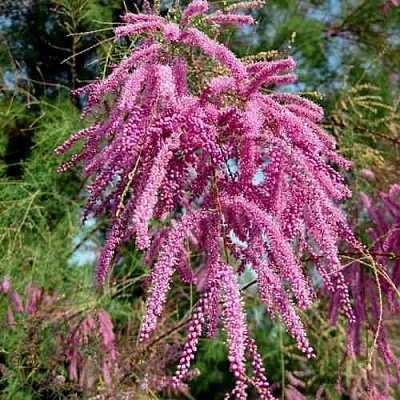 Тамарикс ПИНК КАСКАД  Тамарикс ПИНК КАСКАД в Калининграде