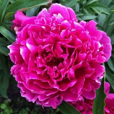 Пион КАРЛ РОЗЕНФЕЛЬД травянистый  Пион КАРЛ РОЗЕНФЕЛЬД травянистый в Калининграде