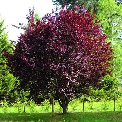 Слива НИГРА растопыреная   Слива НИГРА растопыреная  в Калининграде