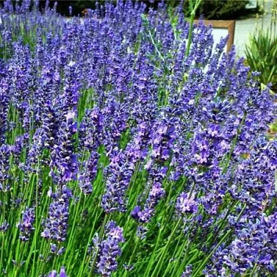 Лаванда ФЕНОМЕНАЛ узколистная  Лаванда ФЕНОМЕНАЛ узколистная в Калининграде