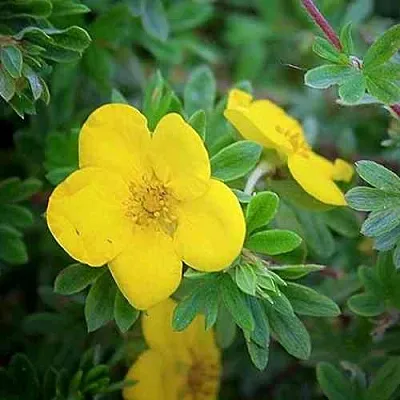 Лапчатка ГОЛДСТАР кустарниковая  Лапчатка ГОЛДСТАР кустарниковая в Калининграде