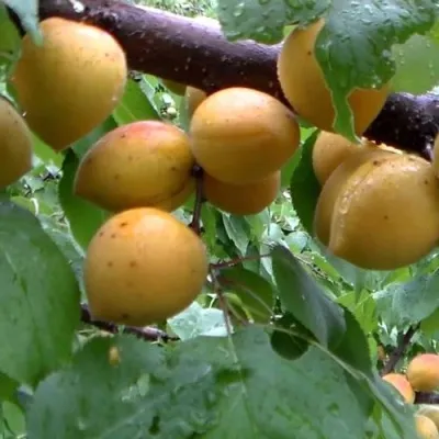 Абрикос МАНИТОБА — описание сорта Абрикос МАНИТОБА в Калининграде