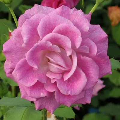 Саженцы роз ВИОЛЕТТА чайно-гибридная  Саженцы роз ВИОЛЕТТА чайно-гибридная в Калининграде