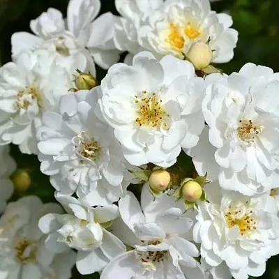 Саженцы роз ГИРЛЯНДА ДЕ АМУР мускусная  Саженцы роз ГИРЛЯНДА ДЕ АМУР мускусная в Калининграде