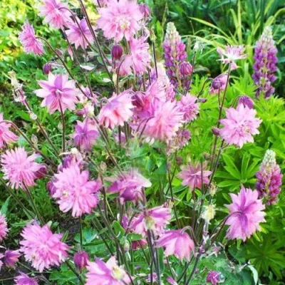 Аквилегия БАРЛОУ ПИНК гибрид МакКаны — описание сорта Аквилегия БАРЛОУ ПИНК гибрид МакКаны в Калининграде