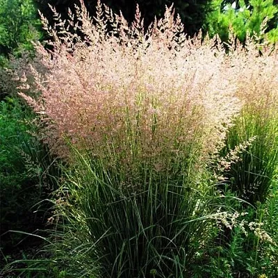 Молиния ФОНТЕЙН тростниковая  Молиния ФОНТЕЙН тростниковая в Калининграде