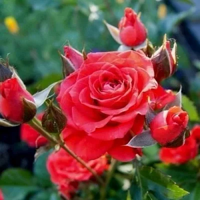 Саженцы роз МИДЖЕТ спрей  Саженцы роз МИДЖЕТ спрей в Калининграде