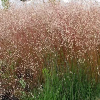 Щучка извилистая  Щучка извилистая в Калининграде