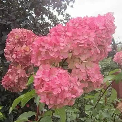 Гортензия АМАРИН метельчатая  Гортензия АМАРИН метельчатая в Калининграде