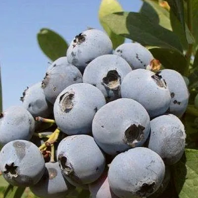 Голубика ЦУКЕР ТРАУБЕ  Голубика ЦУКЕР ТРАУБЕ в Калининграде