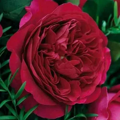 Саженцы роз КЕЙТ английская  Саженцы роз КЕЙТ английская в Калининграде