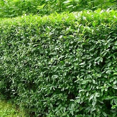 Бирючина обыкновенная  Бирючина обыкновенная в Калининграде