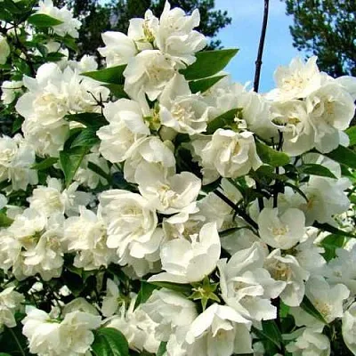 Жасмин ДЕНИСКИНЫ РАССКАЗЫ  Жасмин ДЕНИСКИНЫ РАССКАЗЫ в Калининграде