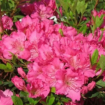 Азалия КИРСТИН японская  Азалия КИРСТИН японская в Калининграде