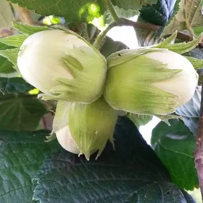 Фундук ЮННАТ  Фундук ЮННАТ в Калининграде