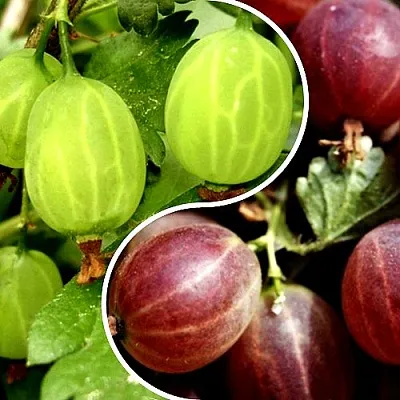 Комплект СКАЗКА в Калининграде