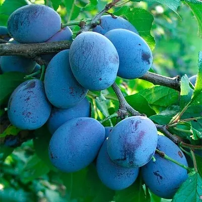 Синяя   Синяя  в Калининграде