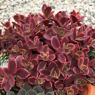 Очиток (седум) САНСПАРКЛЕР ВИЛДФАЕР гибридный в Калининграде