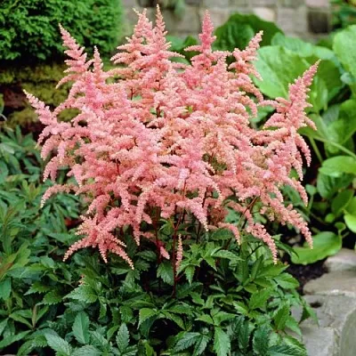 Астильба БРЕССИНГЕМ БЬЮТИ Арендса в Калининграде