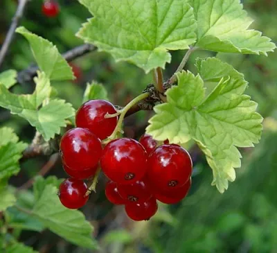 Смородина альпийская ШМИДТ  Смородина альпийская ШМИДТ в Калининграде