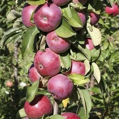 Яблоня ЕСЕНИЯ колонновидная  Яблоня ЕСЕНИЯ колонновидная в Калининграде