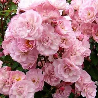 Саженцы роз ХЕВЕНЛИ ПИНК мускусная  Саженцы роз ХЕВЕНЛИ ПИНК мускусная в Калининграде