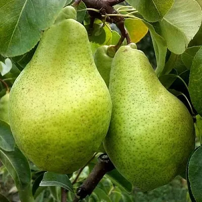 Груша НОЯБРЬСКАЯ ЗИМНЯЯ  Груша НОЯБРЬСКАЯ ЗИМНЯЯ в Калининграде