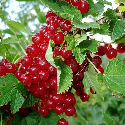 Смородина красная ГОЛЛАНДСКАЯ КРАСНАЯ  Смородина красная ГОЛЛАНДСКАЯ КРАСНАЯ в Калининграде