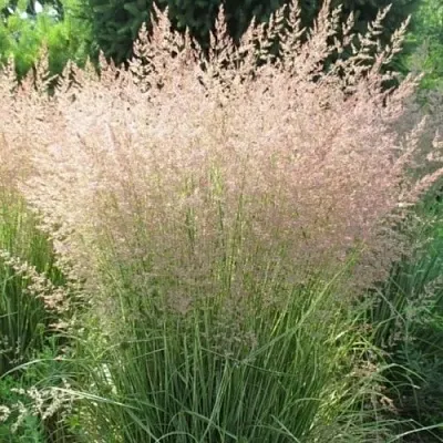 Вейник ОВЕРДАМ остроцветковый  Вейник ОВЕРДАМ остроцветковый в Калининграде