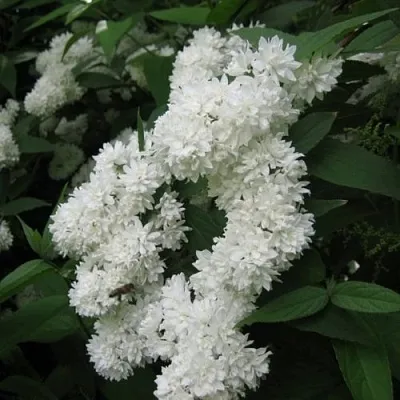 Дейция КАНДИДИССИМА шершавая  Дейция КАНДИДИССИМА шершавая в Калининграде