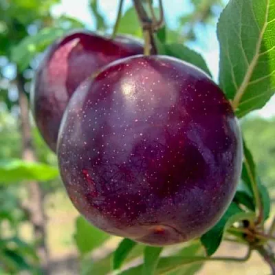 Слива АНЖЕЛИНО  Слива АНЖЕЛИНО в Калининграде