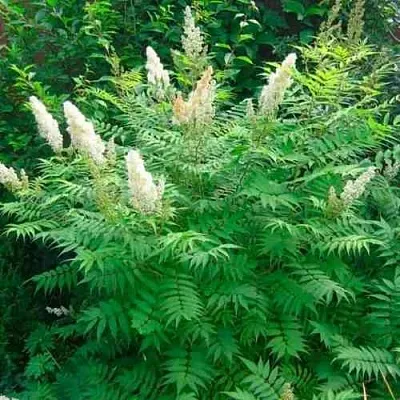 Рябинник рябинолистный СЭМ  Рябинник рябинолистный СЭМ в Калининграде