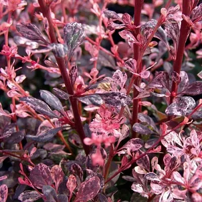 Барбарис АРЛЕКИН тунберга в Калининграде