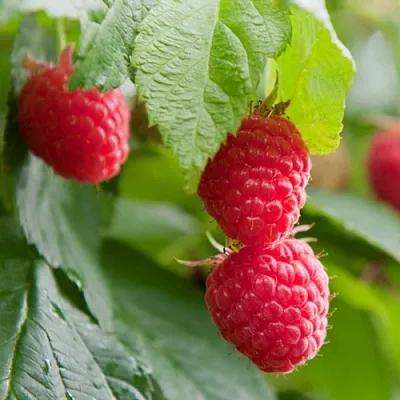 Малина МАРАВИЛЛА  Малина МАРАВИЛЛА в Калининграде