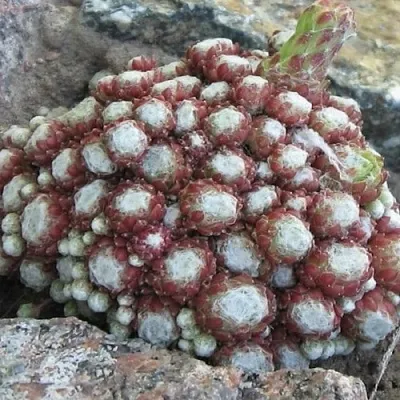 Молодило ГНАФАЛИУМ в Калининграде