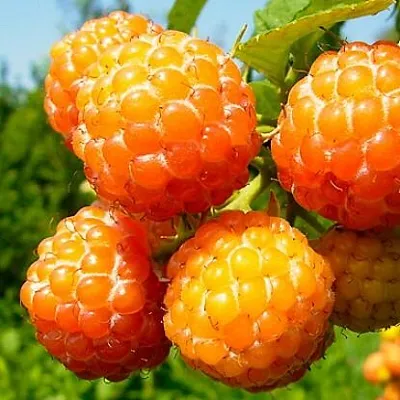 Жёлтая  Жёлтая в Калининграде