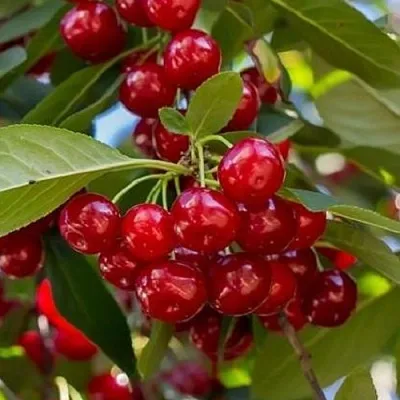 Вишня ГИРЛЯНДА в Калининграде