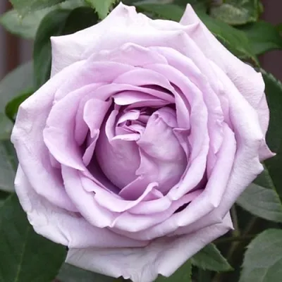 Саженцы роз ИНДИГОЛЕТТА плетистая  Саженцы роз ИНДИГОЛЕТТА плетистая в Калининграде