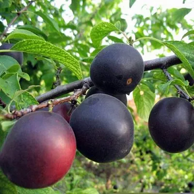 ЧЕРРИКОС  ЧЕРРИКОС в Калининграде