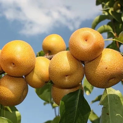 Груша азиатская в Калининграде