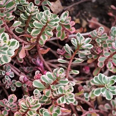 Очиток (седум) ТРИКОЛОР ложный в Калининграде