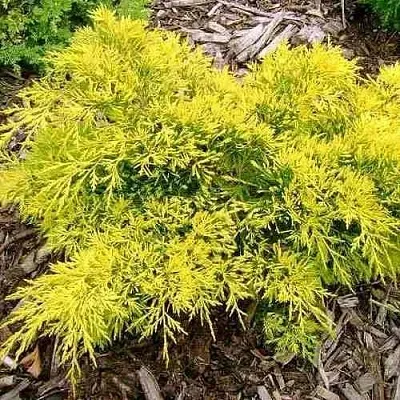 Можжевельник КИНГ ОФ СПРИНГ средний  Можжевельник КИНГ ОФ СПРИНГ средний в Калининграде