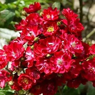 Саженцы роз АЛЬБЕРИХ полиантовая  Саженцы роз АЛЬБЕРИХ полиантовая в Калининграде