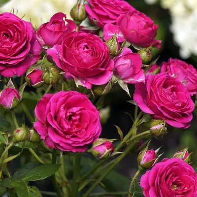 Саженцы роз БЕБИ КРИМСОН миниатюрная в Калининграде