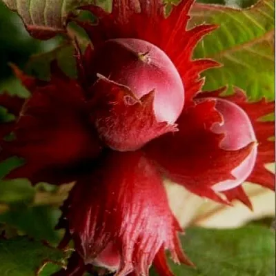 Фундук БАГРЯНЕЦ  Фундук БАГРЯНЕЦ в Калининграде