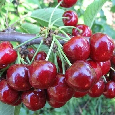 Вишня ДЕСЕРТНАЯ МОРОЗОВОЙ в Калининграде