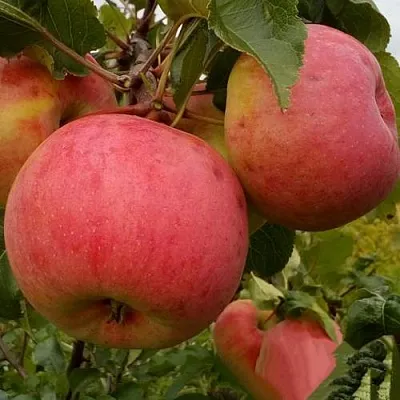 Яблоня БОЛОТОВСКОЕ  Яблоня БОЛОТОВСКОЕ в Калининграде