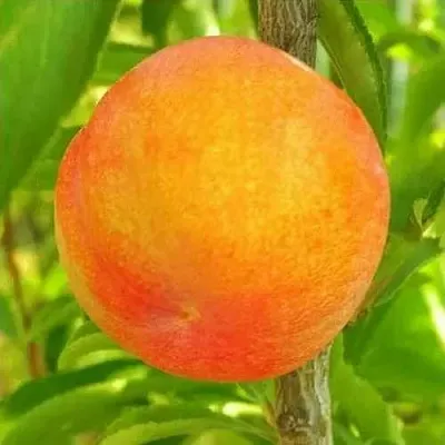 Шарафуга БЕЛЛА ГОЛД  Шарафуга БЕЛЛА ГОЛД в Калининграде