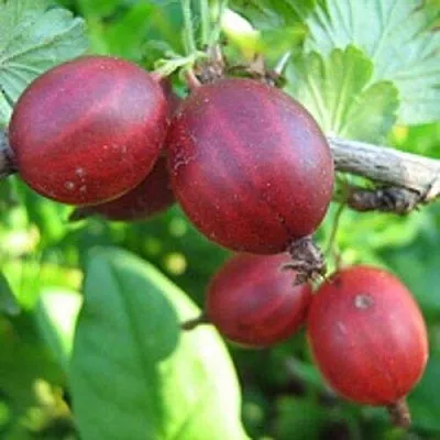 Крыжовник ЩЕДРЫЙ в Калининграде