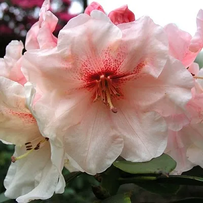 Рододендрон ХАНЯ	  Рододендрон ХАНЯ	 в Калининграде